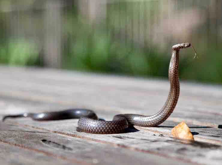 serpente (pexels) - cataniaoggi