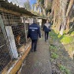 NAS Catania: ispezione in un canile della costiera, denunciato il titolare e sequestrati 15 cani