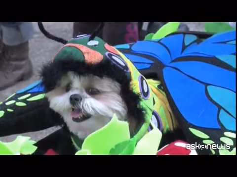 Halloween dog party: parata per amici a 4 zampe