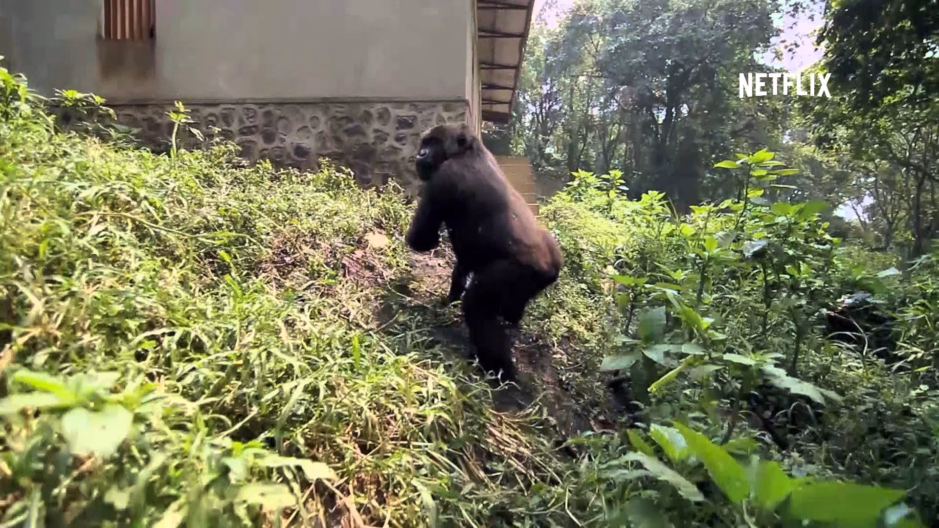 Salvare i gorilla, Il documentario prodotto da DiCaprio (VIDEO)