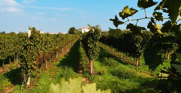 vigneti agricoltura