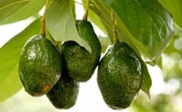 avocado pianta