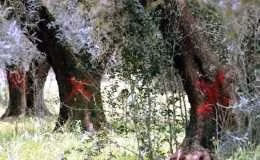 pianta ulivi-xylella