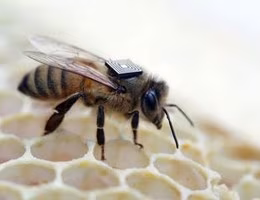 api_zainetti_tecnologici