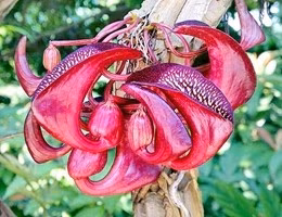 l'aristolochia leuconeura del Costarica