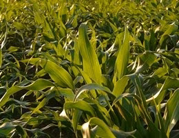 cornfield-8252_640