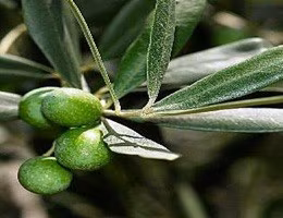 olive agricoltura