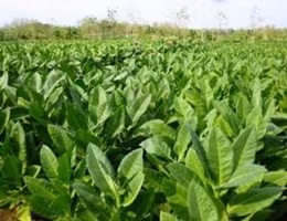 tabacco-piaNTE