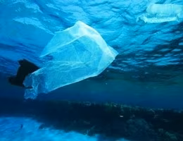 2293plastic_mare_pontile_news