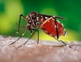 Zika