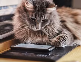 gatto_smartphone