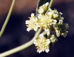 guayule