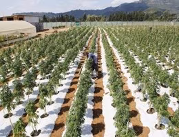 piantagione mariuana