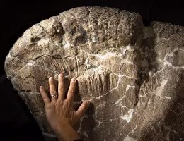 titanosauro dinosauro ossa