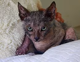 lykoi