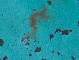 sharks devour Humpback