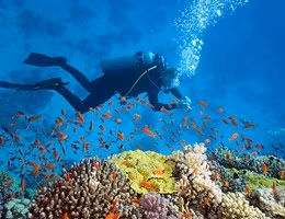 Bahamas-fishes-diving
