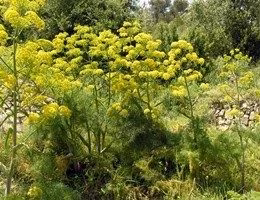 Ferula_communis_f9ea7539