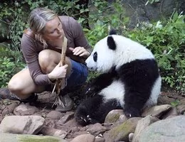 sneezing-baby-panda_videothumb-620x349