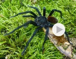 tarantola Kankuamo-marquezi