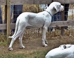 CANE DOGO ARGENTINO