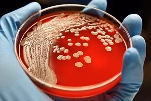 batteri-scienza-virus-analisi