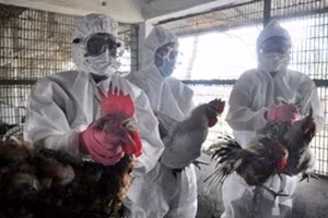 aviaria-sintomi-contagio-cura