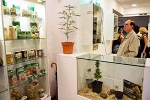 cannabis-museum