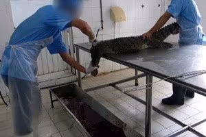 coccodrilli-video-choc