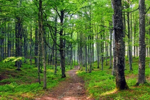 Foresta-verde-500x332