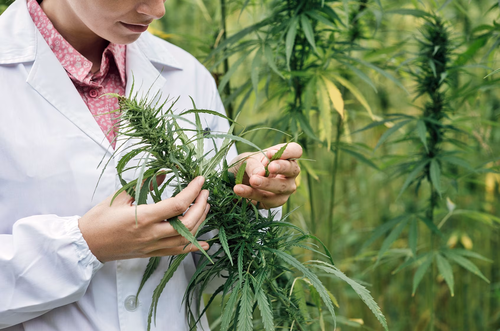 autocoltivazione-cannabis