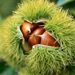 castagne