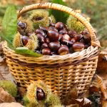 Chestnut harvest in wicker basket