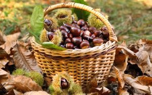 Chestnut harvest in wicker basket
