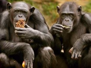scimpanzè
