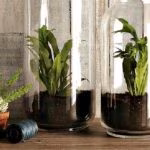 vasetti-di-vetro-piante