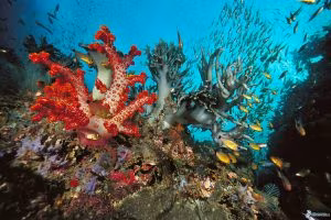 coralli,-fondale-marino,-pesci-