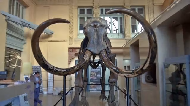 mammut