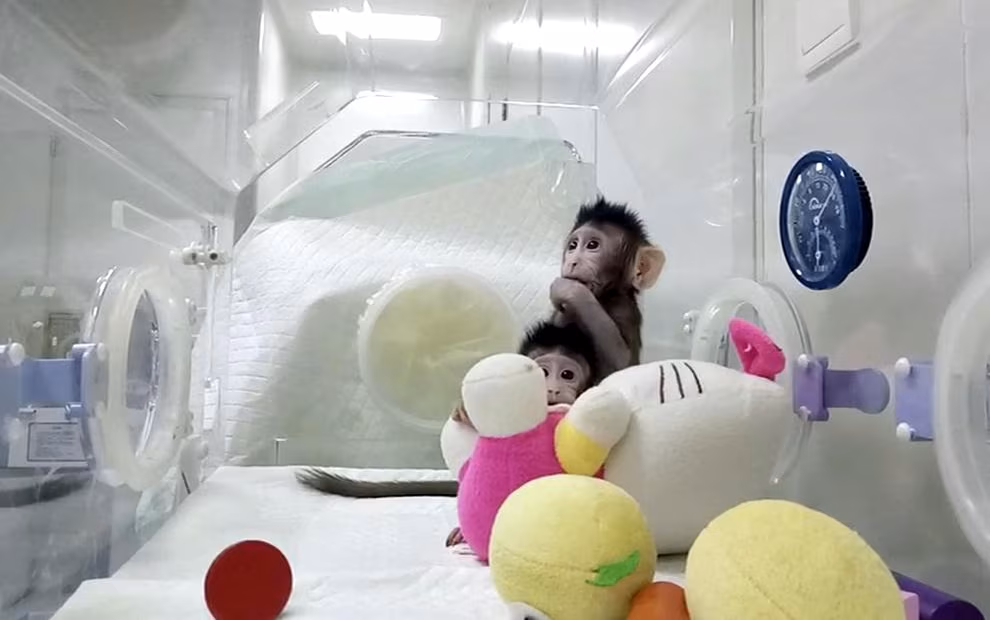 Prime scimmie clonate con la tecnica della pecora Dolly