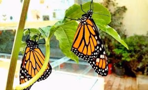 casa-farfalle-modica-2