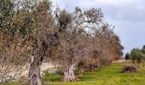 ulivi_colpiti_da_xylella