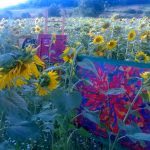 COPERTINA ARTICOLO Armonia