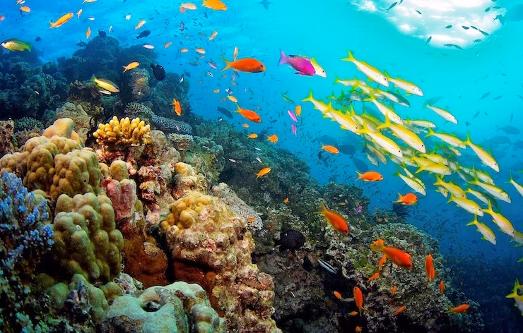 barriera corallina del Belize