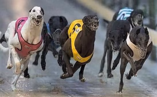 Centinaia di levrieri di Macao