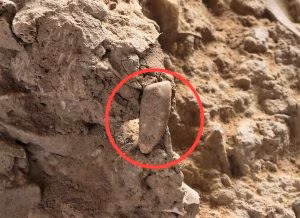 dent-tautavel-28-juillet