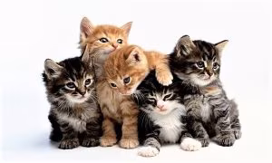 gatti-colore-del-manto