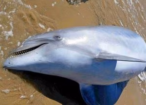 1299098113_delfino_spiaggiato