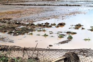 agricolturacampagne-devastate