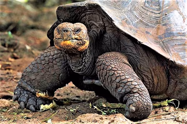 Chelonoidis-Phantasticus