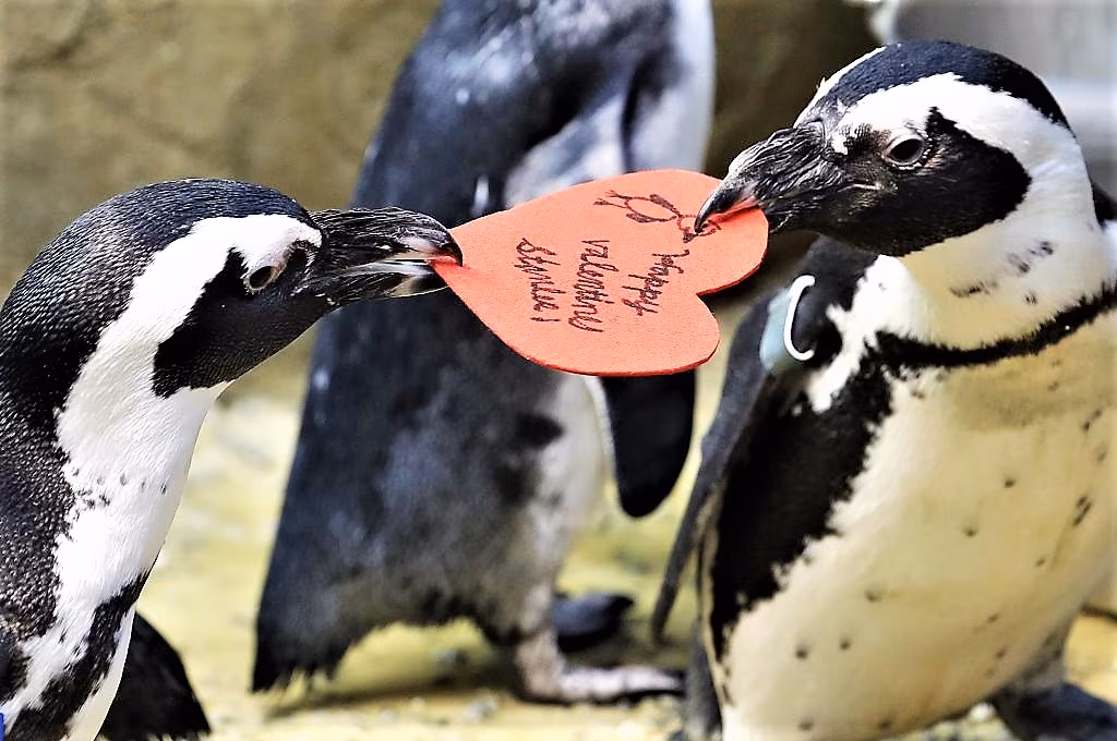 pinguini_san_valentino-1024x680